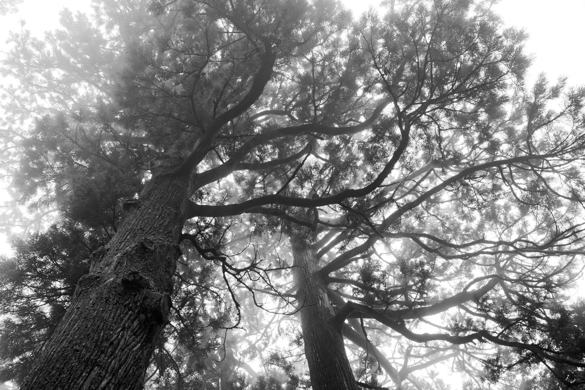 Photographie d'arbres dans la brume vu du dessous Japon - Kyōru Agence web créative
